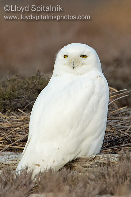 Snowy Owl