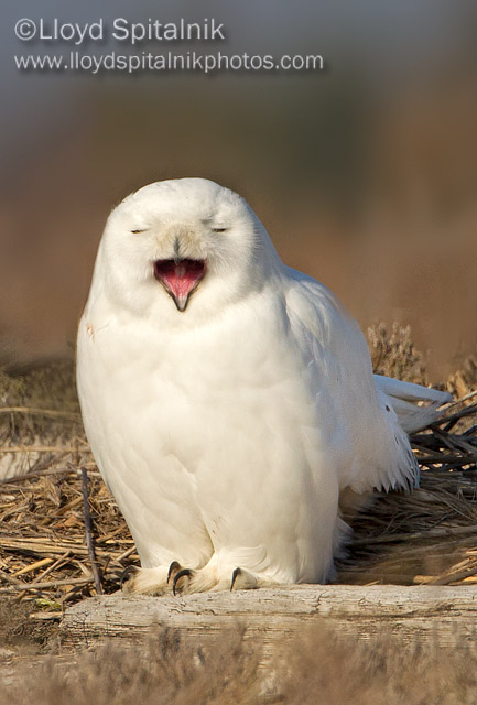 Snowy Owl