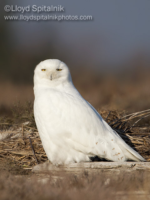 Snowy Owl