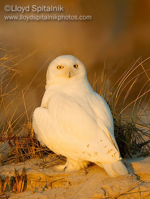 Snowy Owl