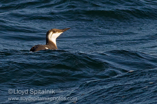 Common Murre