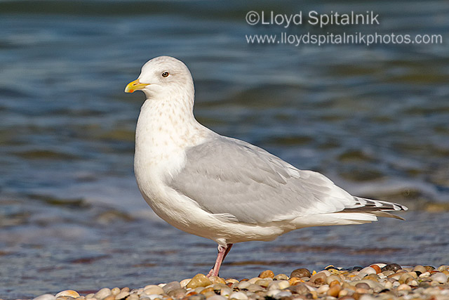 Iceland Gull