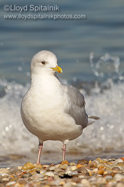 Iceland Gull