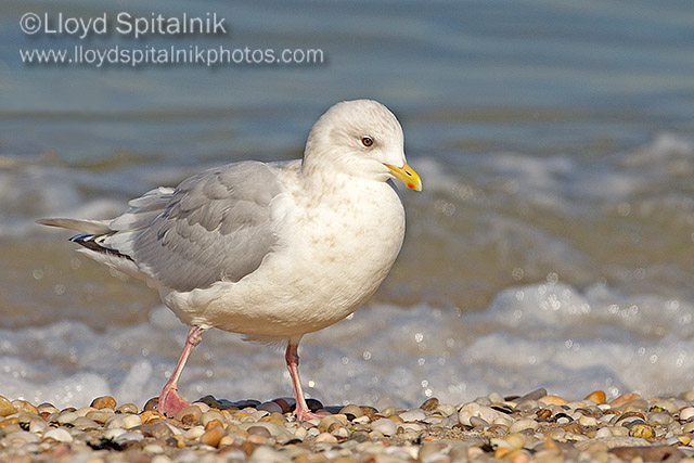 Iceland Gull