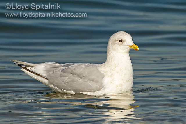 Iceland Gull