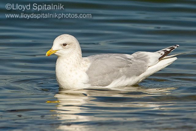 Iceland Gull