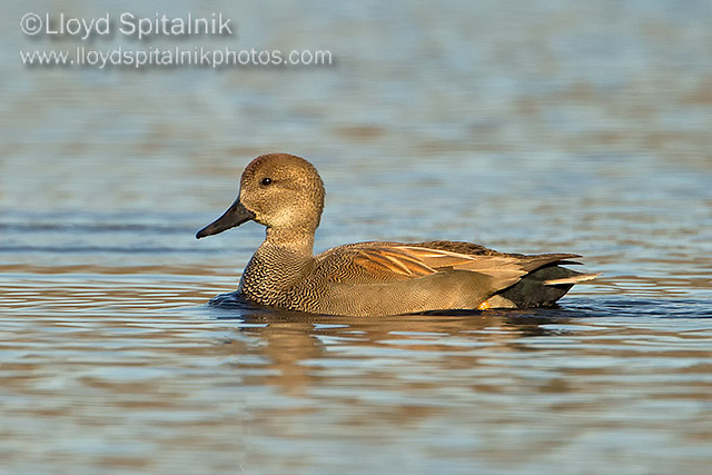 Gadwall