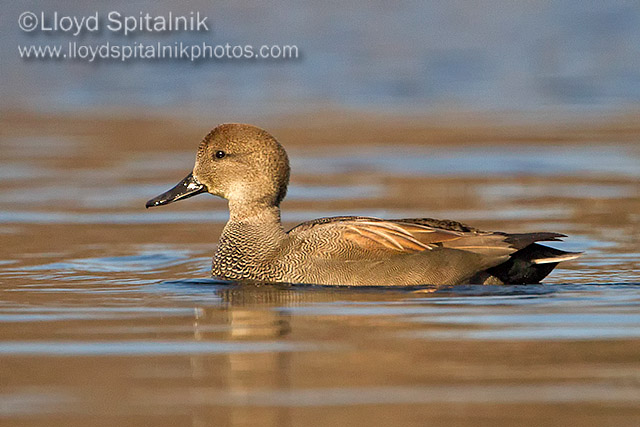 Gadwall