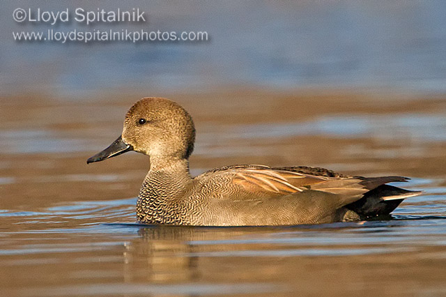 Gadwall (male)