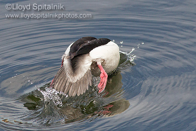 Bufflehead