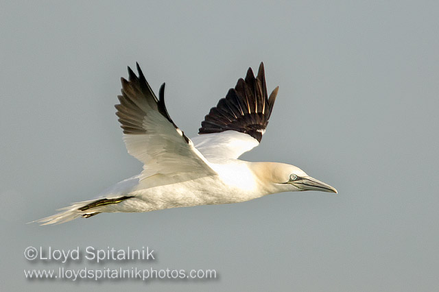 Northern Gannet