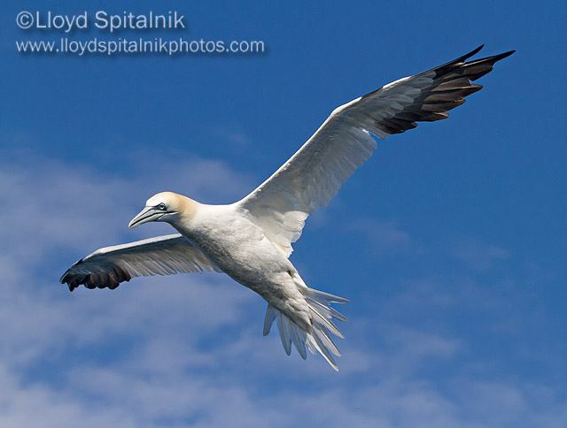 Northern Gannet