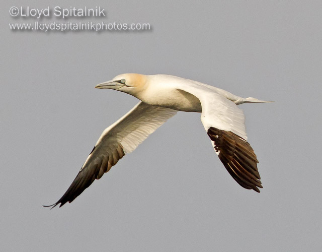 Northern Gannet