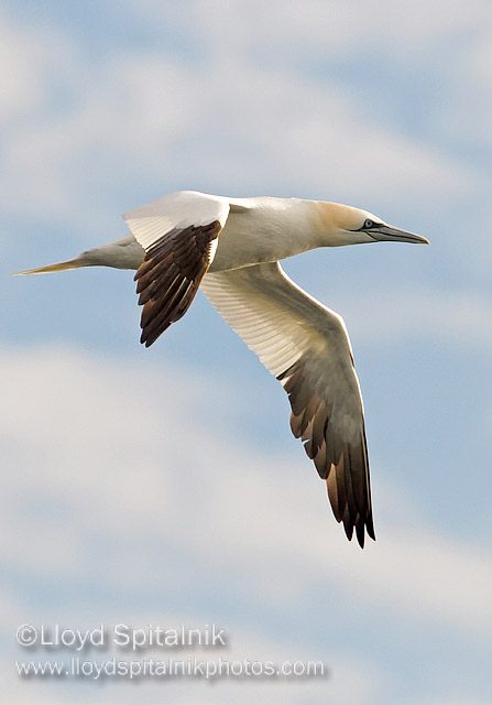 Northern Gannet