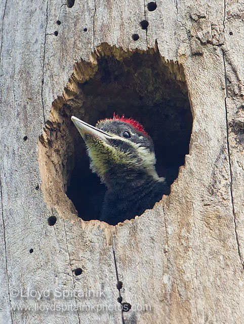 Pileated Woodpecker