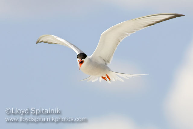 Common Tern