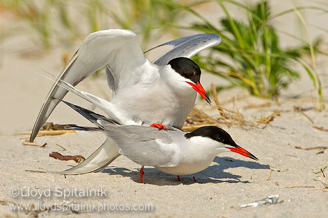 Common Tern