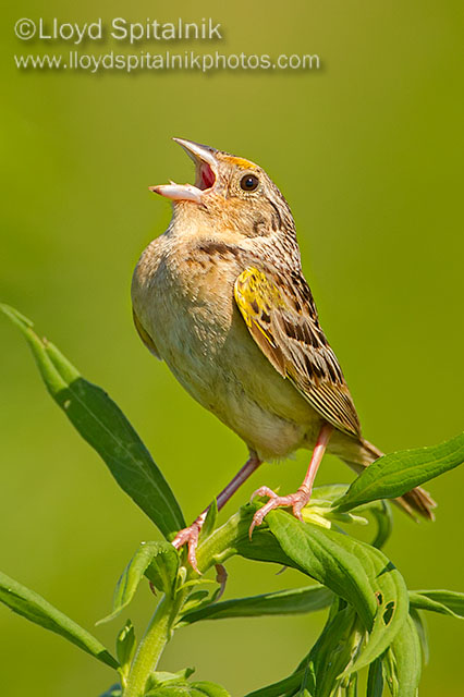 Grasshopper Sparrow