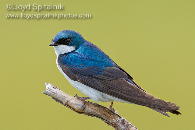 Tree Swallow