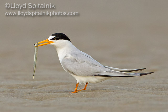 Least Tern