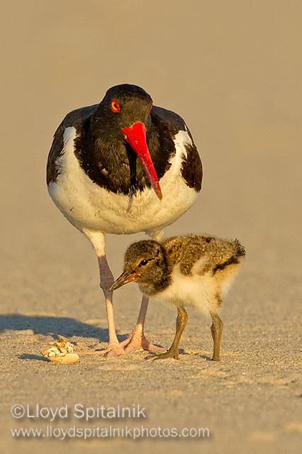 American Oystercatcher 