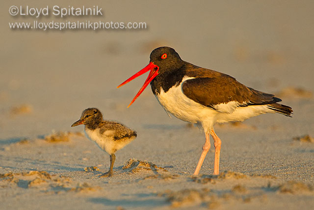 American Oystercatcher 