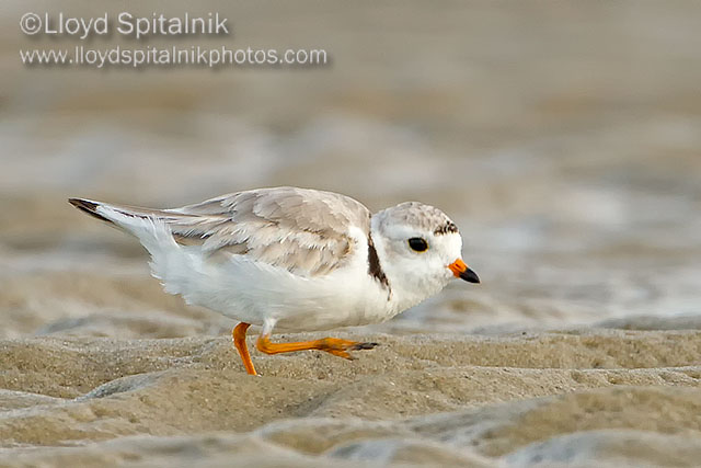 Piping Plover