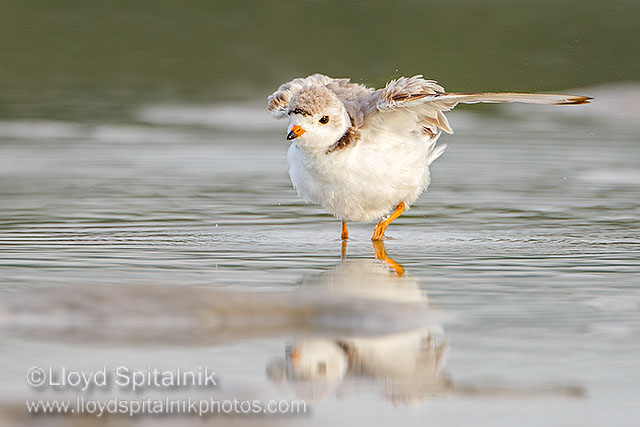 Piping Plover