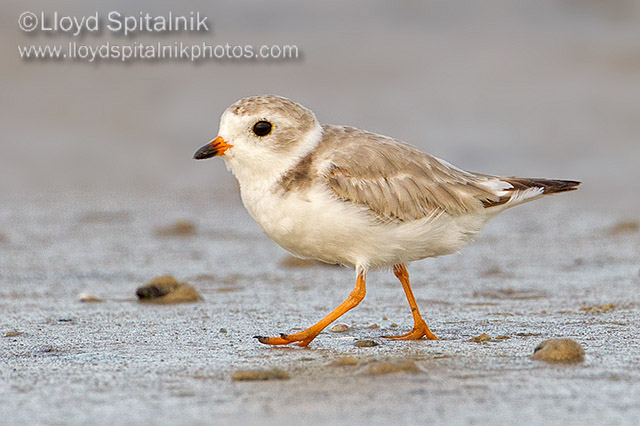 Piping Plover