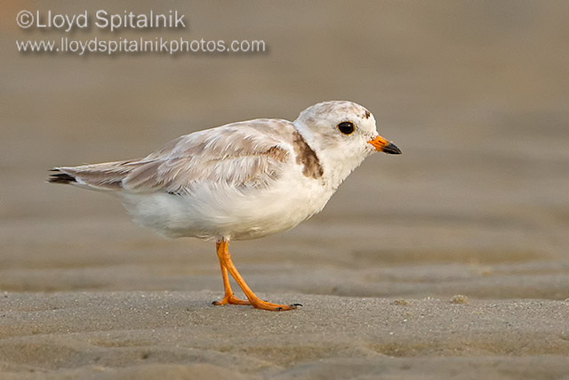 Piping Plover