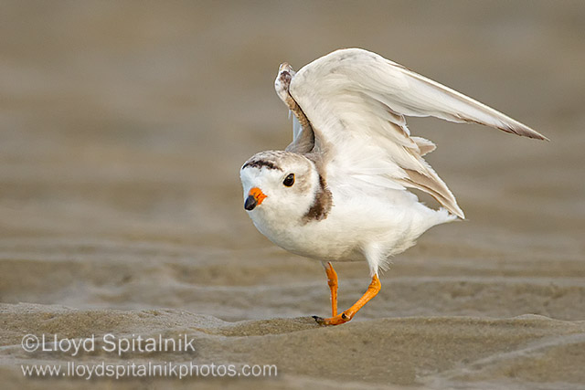 Piping Plover