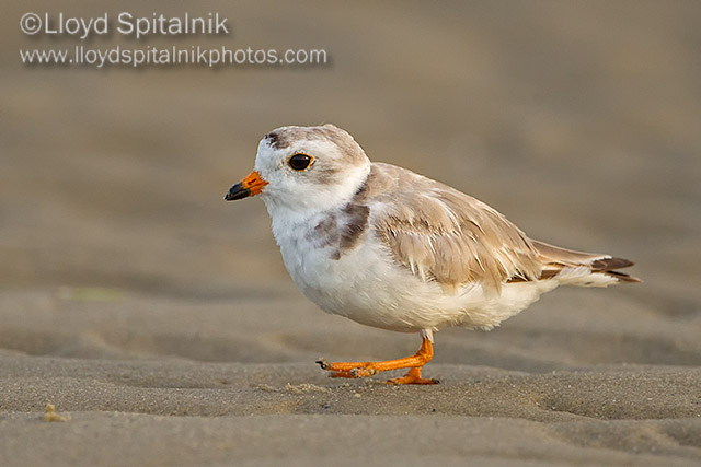 Piping Plover