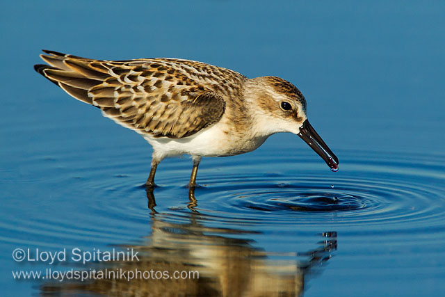 Semipalmated Sandpiper (juvenile)