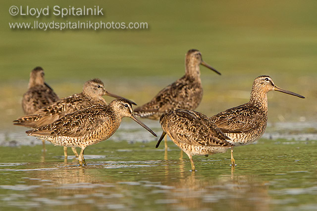 Short-billed Dowitcher
