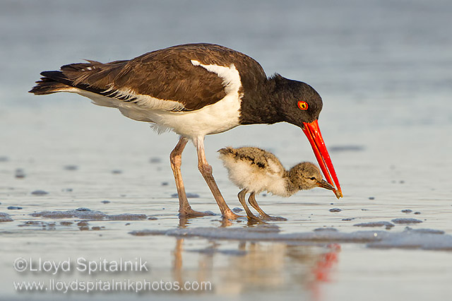 American Oystercatcher 