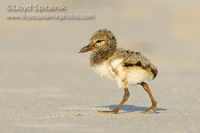 American Oystercatcher 