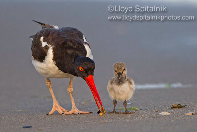 American Oystercatcher 