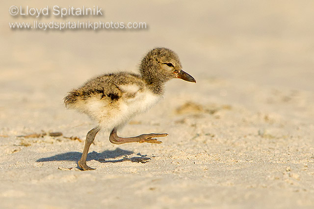 American Oystercatcher 