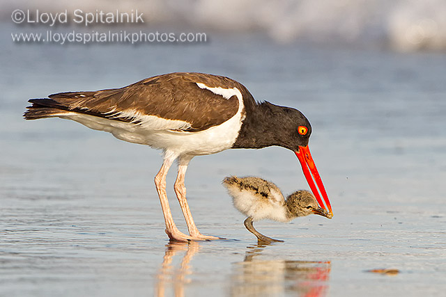 American Oystercatcher 