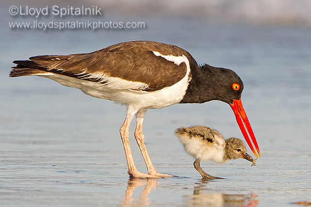 American Oystercatcher 