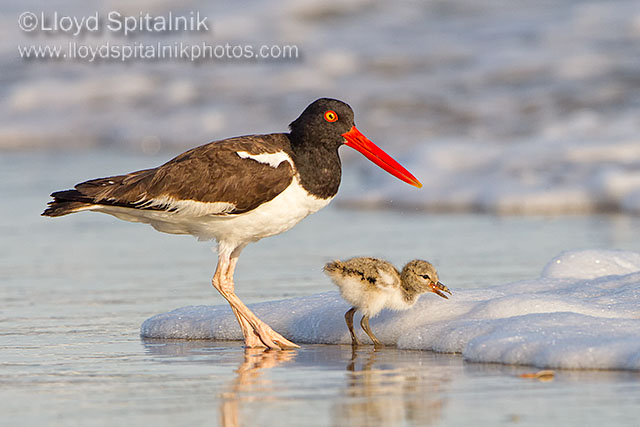 American Oystercatcher 