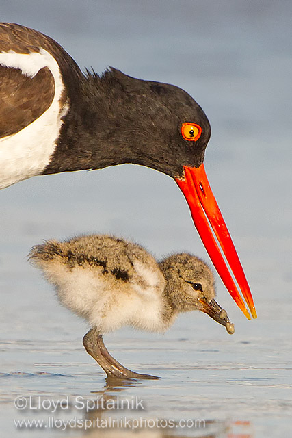 American Oystercatcher 
