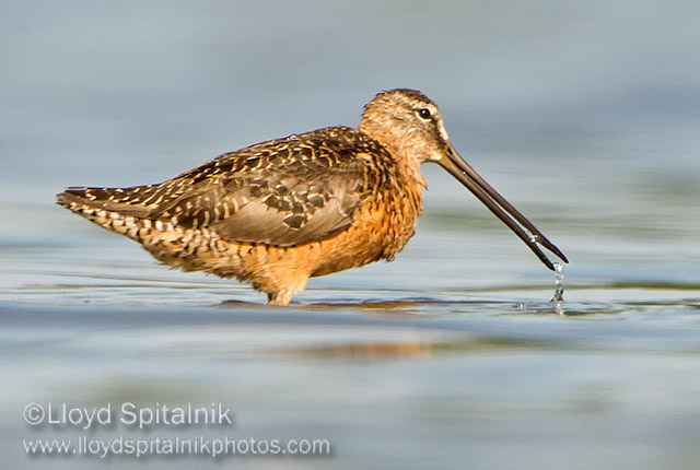 Long-billed Dowitcher