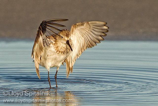 Western Sandpiper