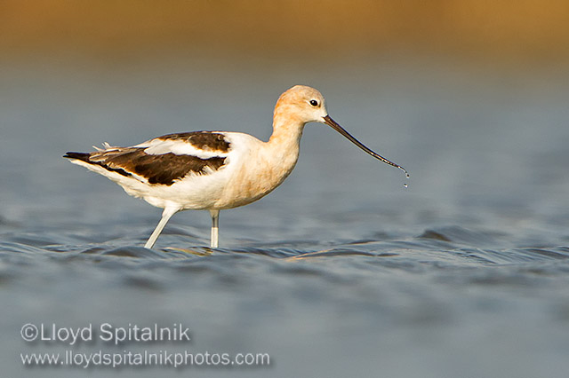 American Avocet
