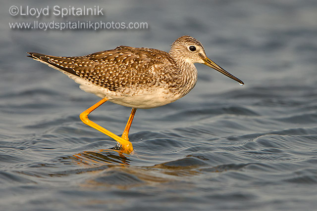 Greater Yellowlegs (juvenile)