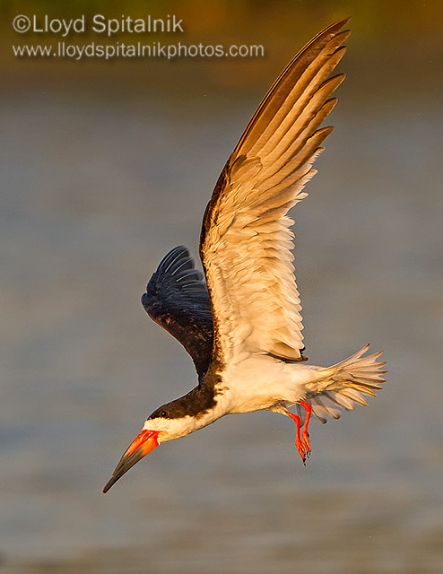 Black Skimmer