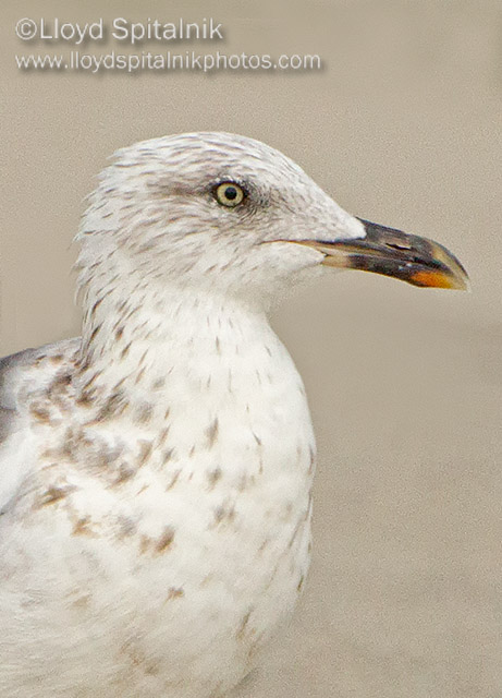 Lesser Black-backed Gull