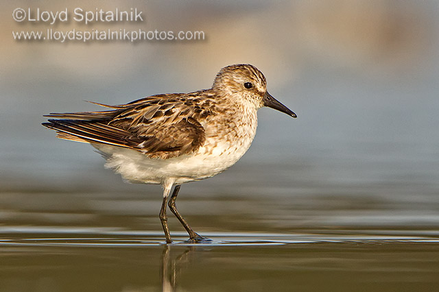 Semipalmated Sandpiper