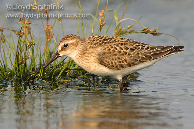 Semipalmated Sandpiper (juvenile)